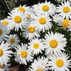 Meet your Posher, Irene